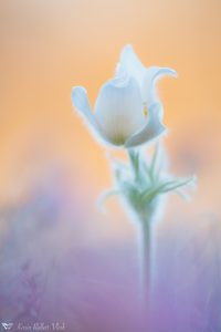 Pulsatilla grandis var. alba / Groß-Küchenschelle in weiß