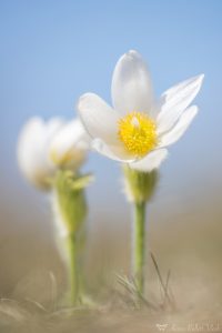 Pulsatilla grandis var. alba / Groß-Küchenschelle in weiß