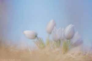 Pulsatilla grandis var. alba / Groß-Küchenschelle in weiß