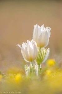 Pulsatilla grandis var. alba / Groß-Küchenschelle in weiß