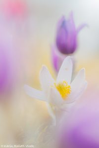 Pulsatilla grandis var. alba / Groß-Küchenschelle in weiß