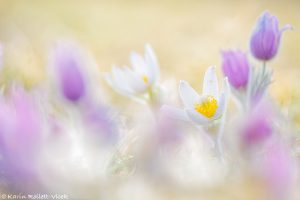 Pulsatilla grandis var. alba / Groß-Küchenschelle in weiß