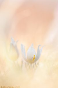 Pulsatilla grandis var. alba / Groß-Küchenschelle in weiß