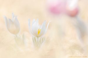 Pulsatilla grandis var. alba / Groß-Küchenschelle in weiß