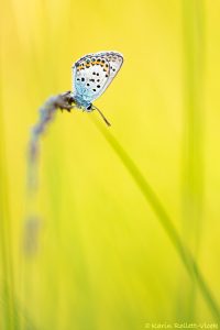 Plebejus idas / Idas-Bläuling, Ginster-Bläuling / Idas blue