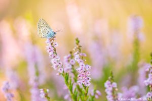 Plebejus idas / Idas-Bläuling, Ginster-Bläuling / Idas blue