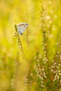 Plebejus idas / Idas-Bläuling, Ginster-Bläuling / Idas blue