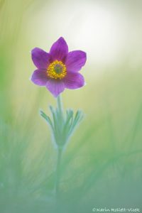 Pulsatilla montana / Berg-Küchenschelle