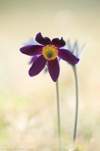 Pulsatilla montana / Berg-Küchenschelle