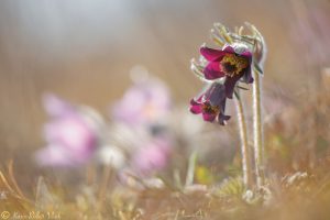 Pulsatilla nigricans / Schwarze Wiesen-Küchenschelle