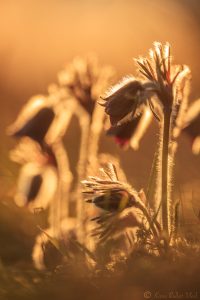 Pulsatilla nigricans / Schwarze Wiesen-Küchenschelle