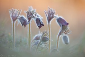 Pulsatilla nigricans / Schwarze Wiesen-Küchenschelle