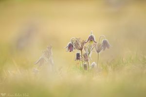 Pulsatilla nigricans / Schwarze Wiesen-Küchenschelle