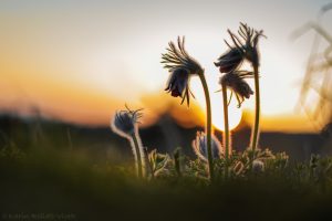 Pulsatilla nigricans / Schwarze Wiesen-Küchenschelle