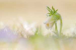 Pulsatilla nigricans / Schwarze Wiesen-Küchenschelle - weiße Form