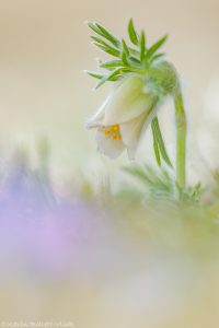 Pulsatilla nigricans / Schwarze Wiesen-Küchenschelle - weiße Form