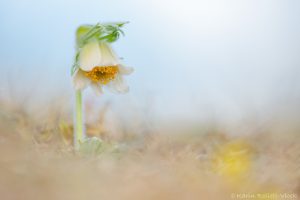 Pulsatilla nigricans / Schwarze Wiesen-Küchenschelle - weiße Form