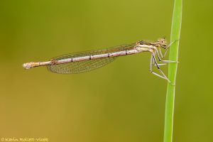 Platycnemis pennipes / Blaue Federlibelle