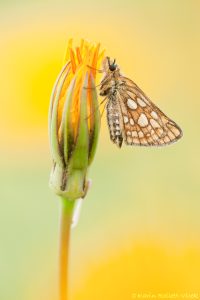 Carterocephalus palaemon / Gelbwürfeliger Dickkopffalter / Chequered skipper