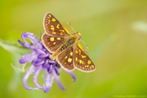 Carterocephalus palaemon / Gelbwürfeliger Dickkopffalter / Chequered skipper