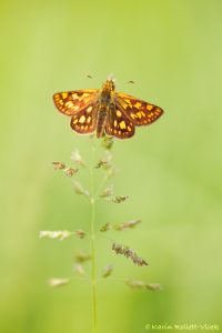 Carterocephalus palaemon / Gelbwürfeliger Dickkopffalter / Chequered skipper