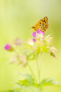 Carterocephalus palaemon / Gelbwürfeliger Dickkopffalter / Chequered skipper