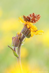 Boloria pales / Alpenmatten-Perlmuttfalter / Shepherd's fritillary