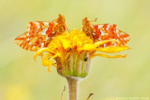 Boloria pales / Alpenmatten-Perlmuttfalter / Shepherd's fritillary