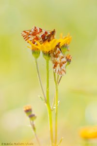 Boloria pales / Alpenmatten-Perlmuttfalter / Shepherd's fritillary