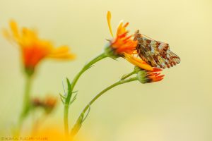 Boloria pales / Alpenmatten-Perlmuttfalter / Shepherd's fritillary