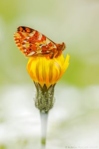 Boloria pales / Alpenmatten-Perlmuttfalter / Shepherd's fritillary