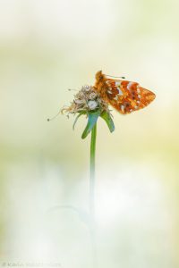 Boloria pales / Alpenmatten-Perlmuttfalter / Shepherd's fritillary