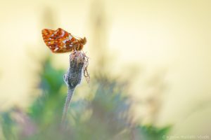 Boloria pales / Alpenmatten-Perlmuttfalter / Shepherd's fritillary