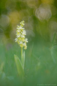 Orchis pallens / Bleiches Knabenkraut / pale orchid