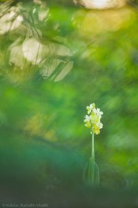 Orchis pallens / Bleiches Knabenkraut / pale orchid