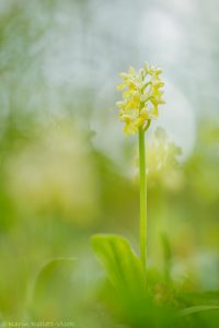 Orchis pallens / Bleiches Knabenkraut / pale orchid