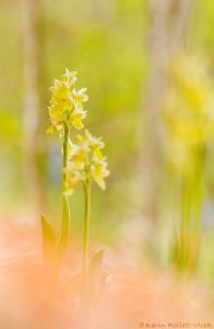 Orchis pallens / Bleiches Knabenkraut / pale orchid