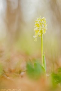 Orchis pallens / Bleiches Knabenkraut / pale orchid