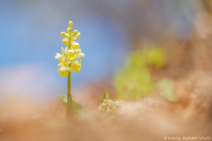 Orchis pallens / Bleiches Knabenkraut / pale orchid