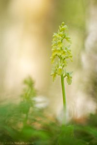 Orchis pallens / Bleiches Knabenkraut / pale orchid