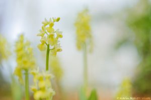 Orchis pallens / Bleiches Knabenkraut / pale orchid