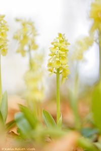 Orchis pallens / Bleiches Knabenkraut / pale orchid