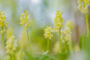 Orchis pallens / Bleiches Knabenkraut / pale orchid