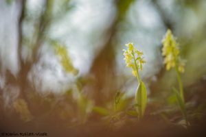 Orchis pallens / Bleiches Knabenkraut / pale orchid