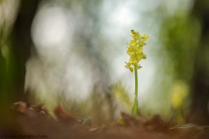 Orchis pallens / Bleiches Knabenkraut / pale orchid