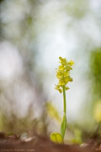 Orchis pallens / Bleiches Knabenkraut / pale orchid