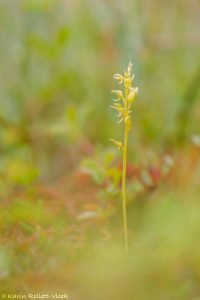 Hammarbya paludosa / Sumpf-Weichorchis / bog orchid