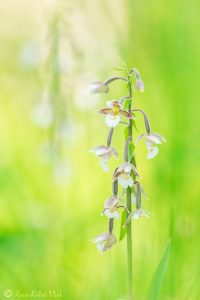 Epipactis palustris / Sumpf-Stendelwurz / March helleborine