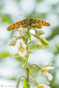 Epipactis palustris / Sumpf-Stendelwurz / March helleborine