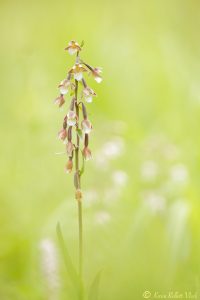 Epipactis palustris / Sumpf-Stendelwurz / March helleborine